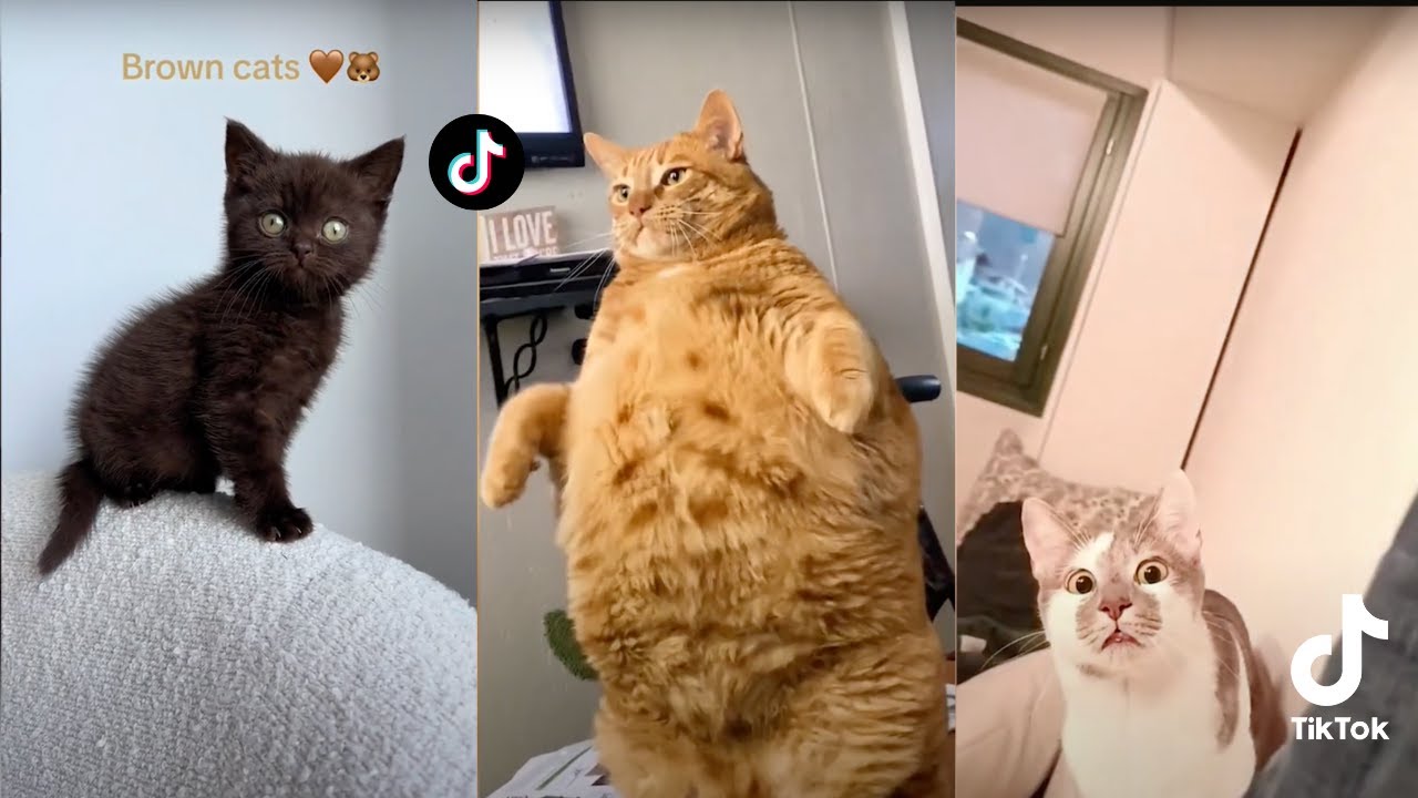 Cats of TikTok .... Cute cat complication Part 2  😸😸