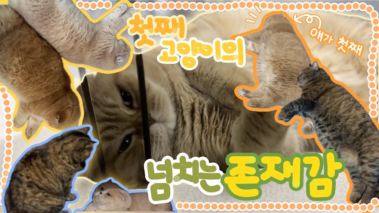 첫째 고양이의 존재감 | 고양이 사이의 상관관계 | 둘이 왜 싸울까 | cats house