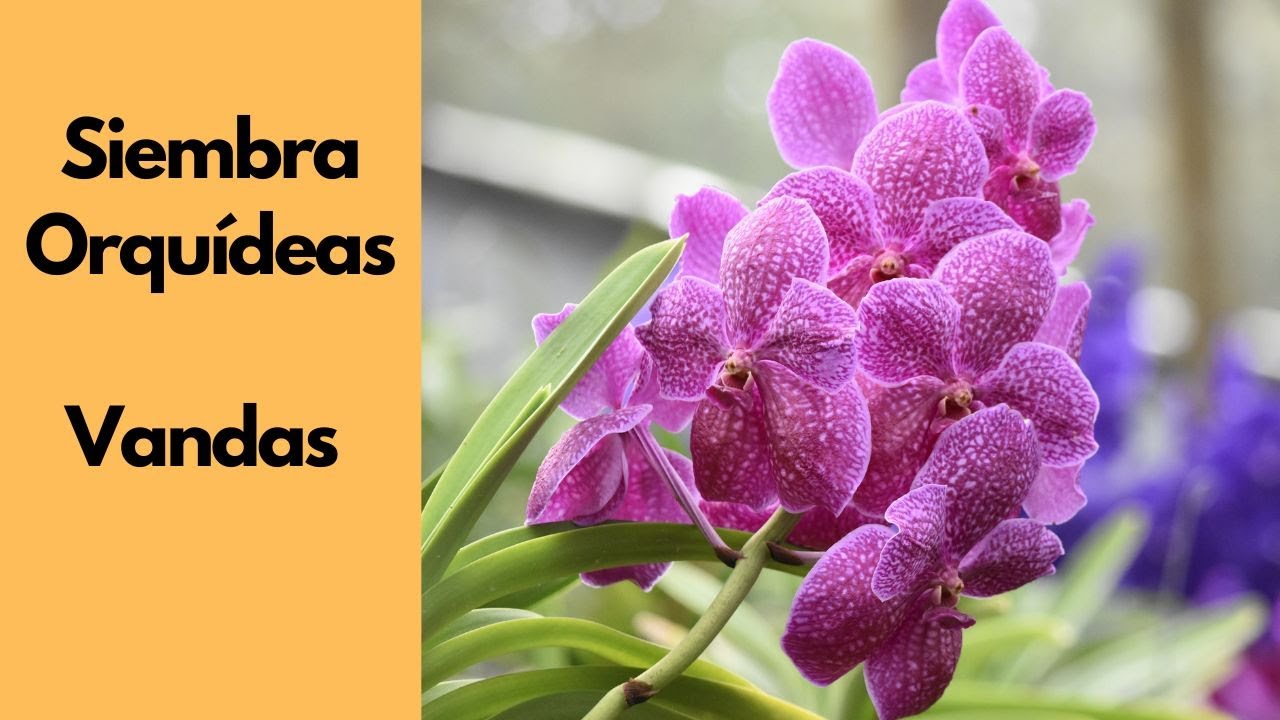 Resiembra orquídeas Vanda - Guía Paso a Paso para su Trasplante
