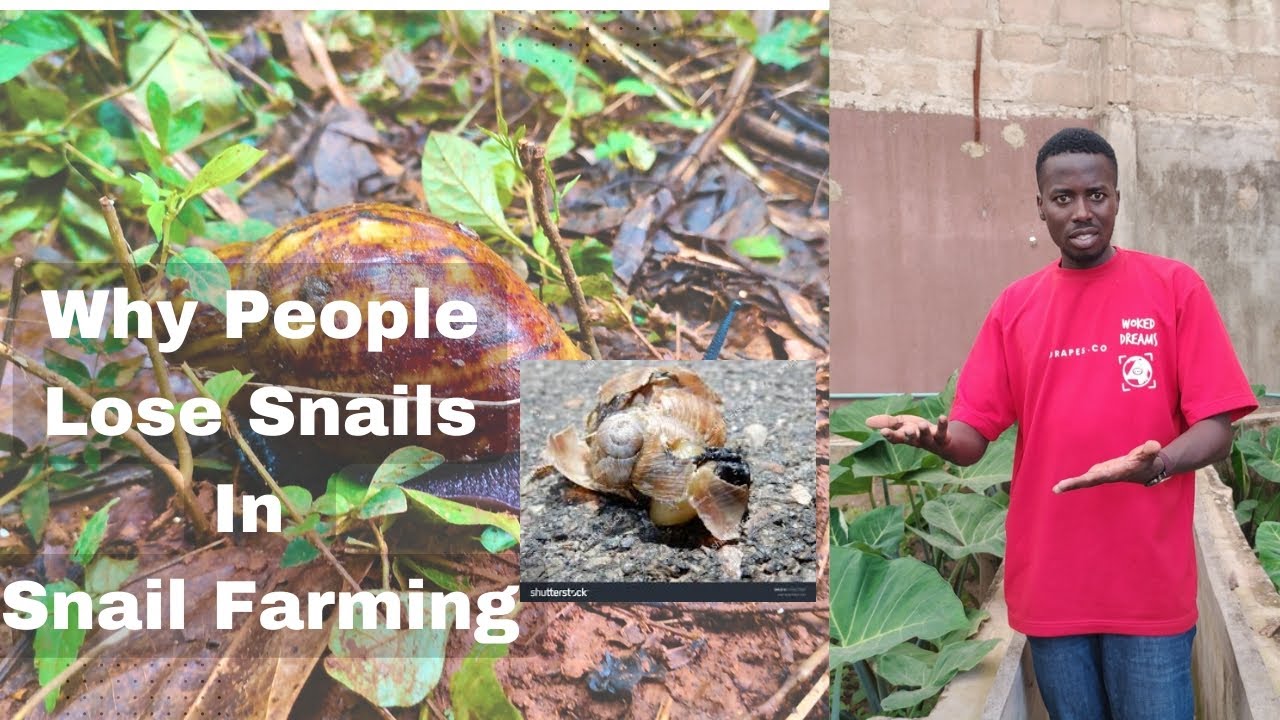 Why People Lose Money in Snail Farming Business
