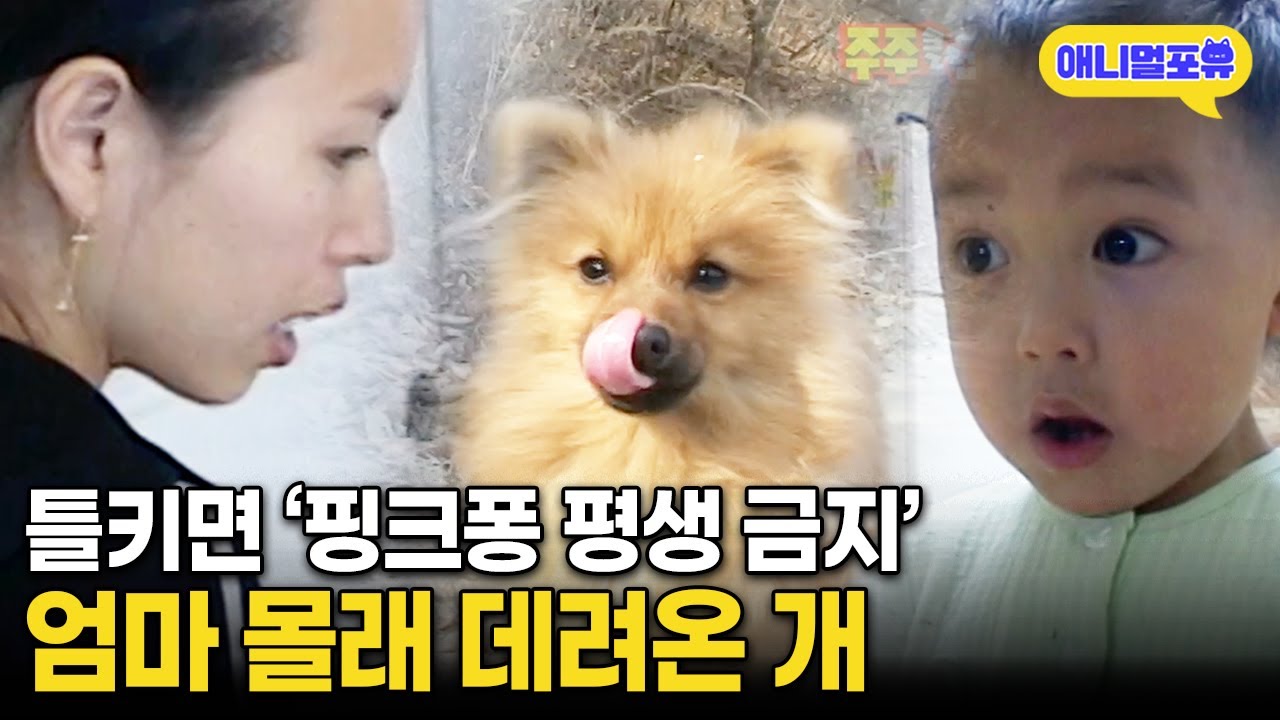 엄마 몰래 강아지 데려온 당돌한 4살 현이의 최후 I KBS 주주클럽 - 우당탕탕! 5살 현이의 농장일기 050123 방송