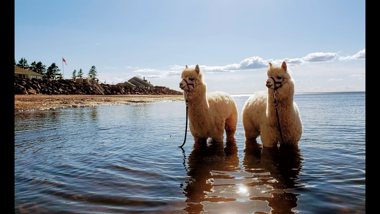 How Llama-zing Adventures Started