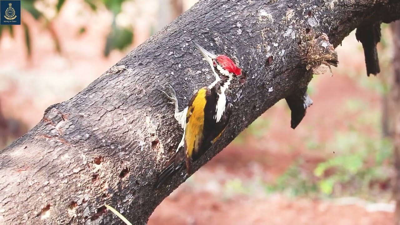 Sudhagad Wildlife Sanctuary - A Glimpse