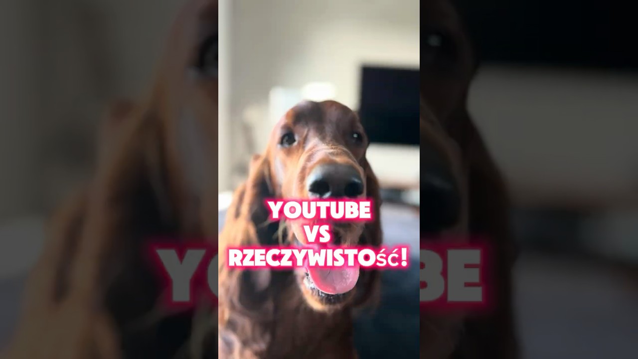 YouTube vs Rzeczywistość z psem! 🤷‍♀️ Też tak masz?