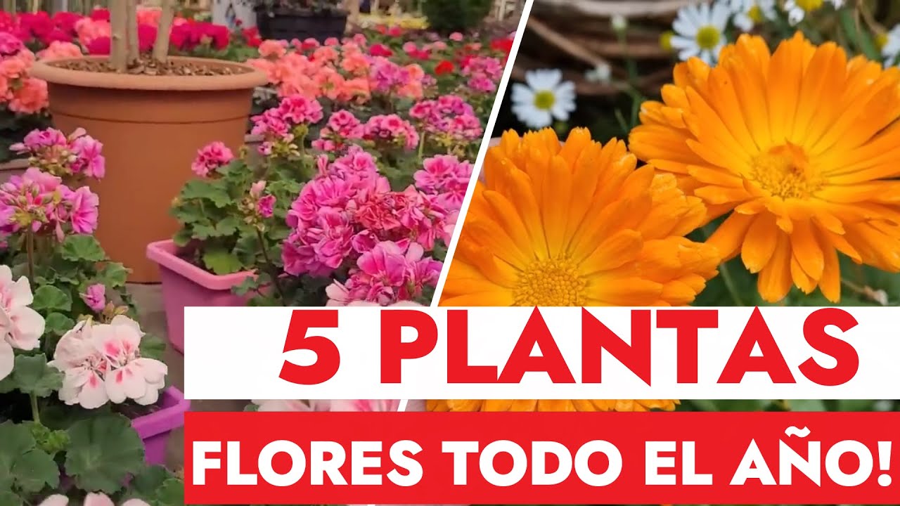 🌸5 Hermosas Plantas Que FLORECEN Todo EL A&Ntilde;O! ☀️ Resistentes Al SOL Para Jard&iacute;n y Macetas