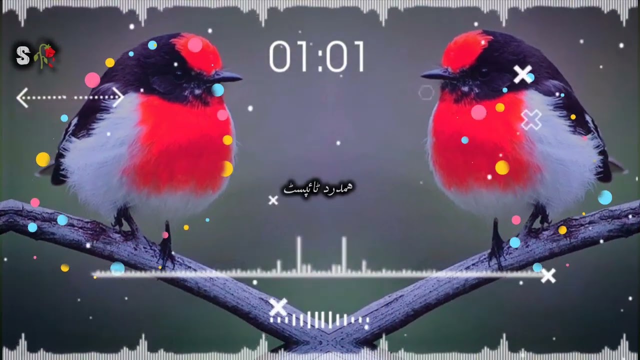 کارل کارل څہ حکلی زونان تور لیے لاڑل مرکب رانہ پناہ کڑل#naat #duet #pashtonaat147 #islamicmusic #pig