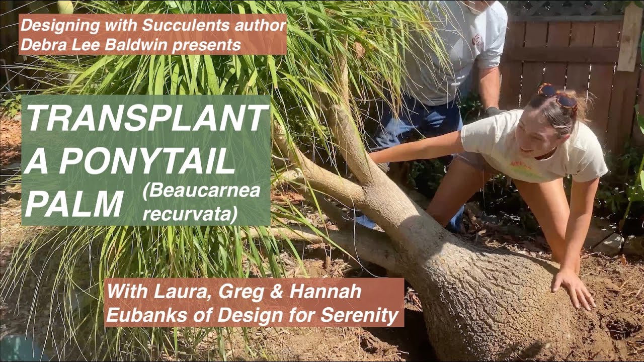 How Pros Dig, Replant Big Succulents