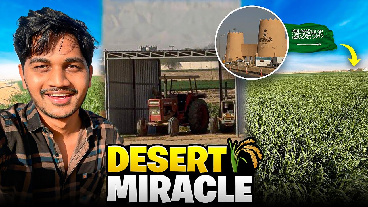 गेहूं की खेती रियाद में | Wheat Farming in Riyadh 