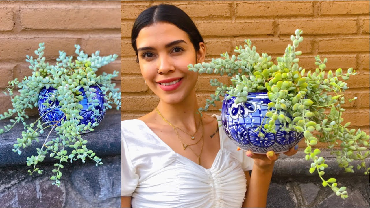 Cotyledon  Pendens | Guía de cuidados