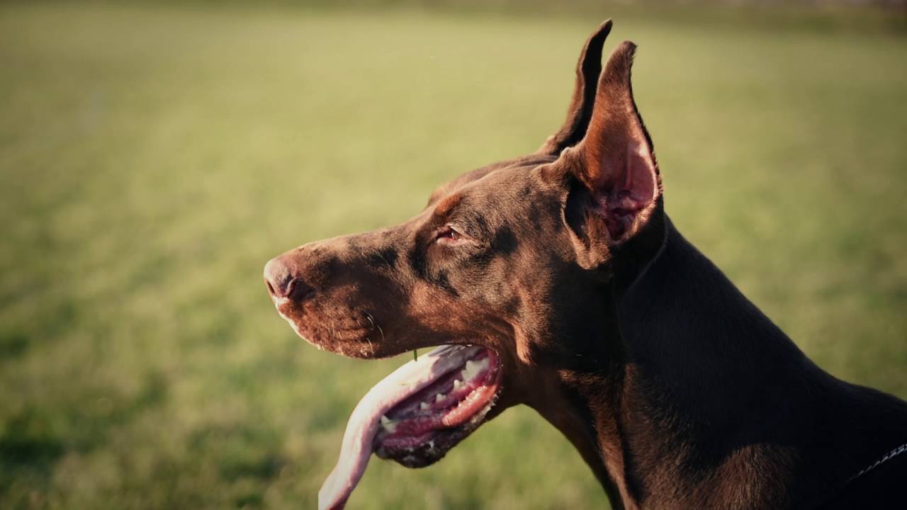 Baron Boom di Baduli - Brown Dobermann