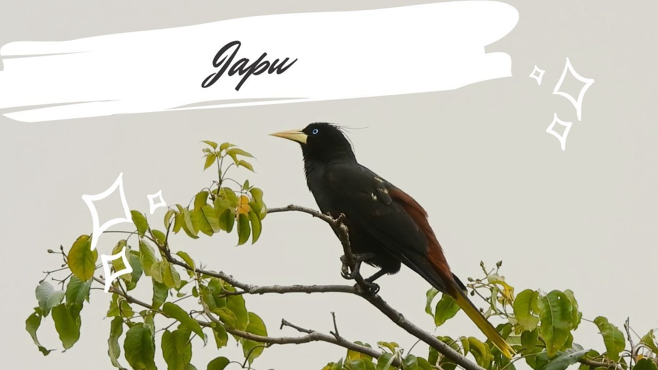 Japu cantando - Psarocolius decumanus - Crested Oropendola