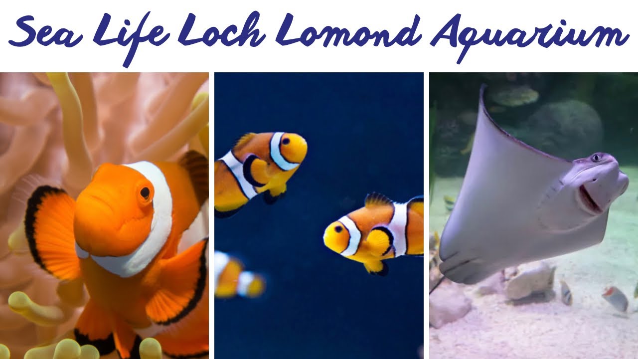 Sea Life Loch Lomond Aquarium | Balloch | Scotland