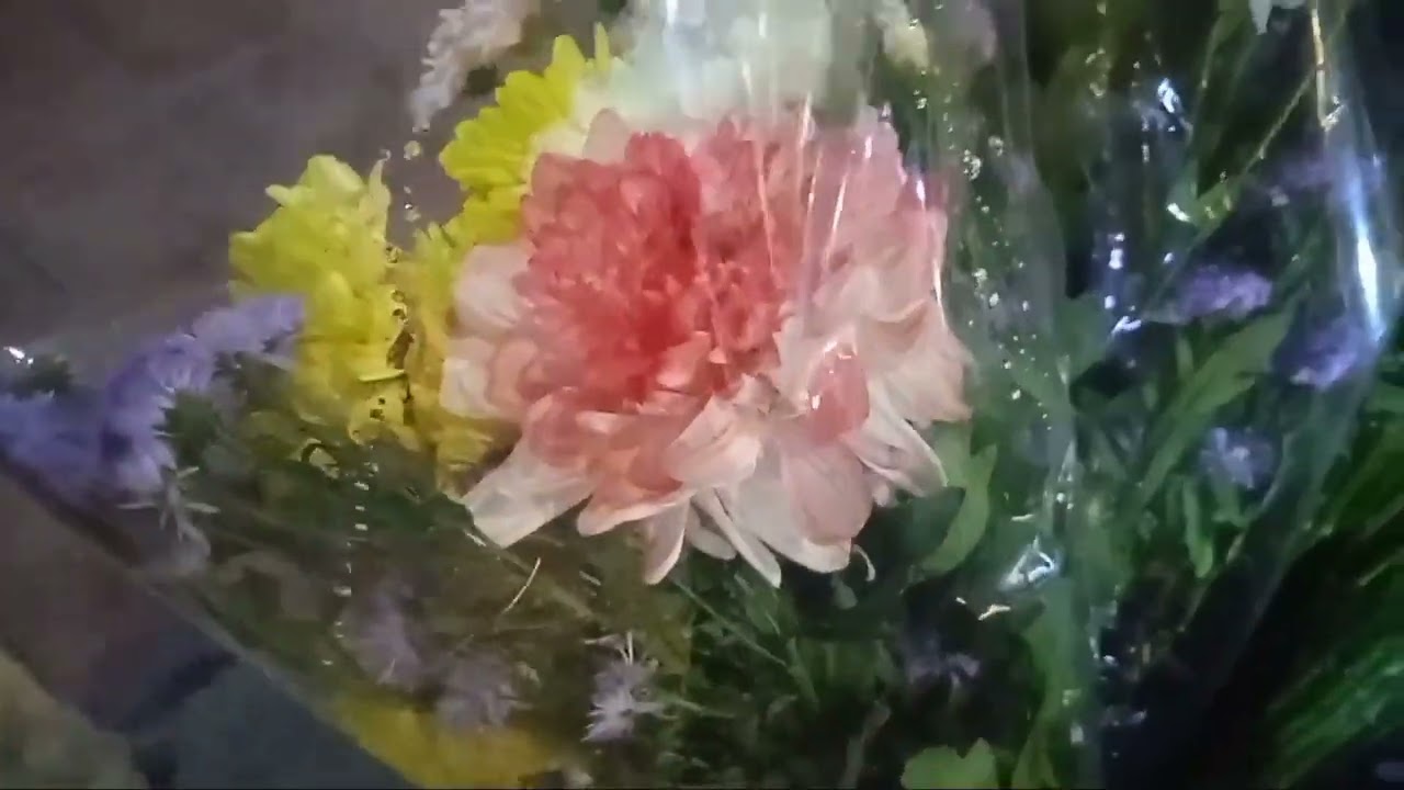 Beli Kembang Di Pasar Kembang aka Bunga Rawa Belong Jakarta Barat Tawar Menawar Harga Biasa Saja !