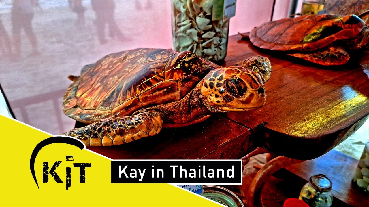 Sea Turtle Festival in Thai Mueang, Phang Nga, Thailand