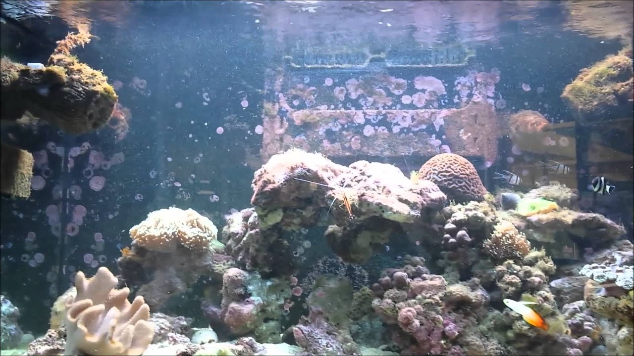 sleeper banded goby creating dust storm!