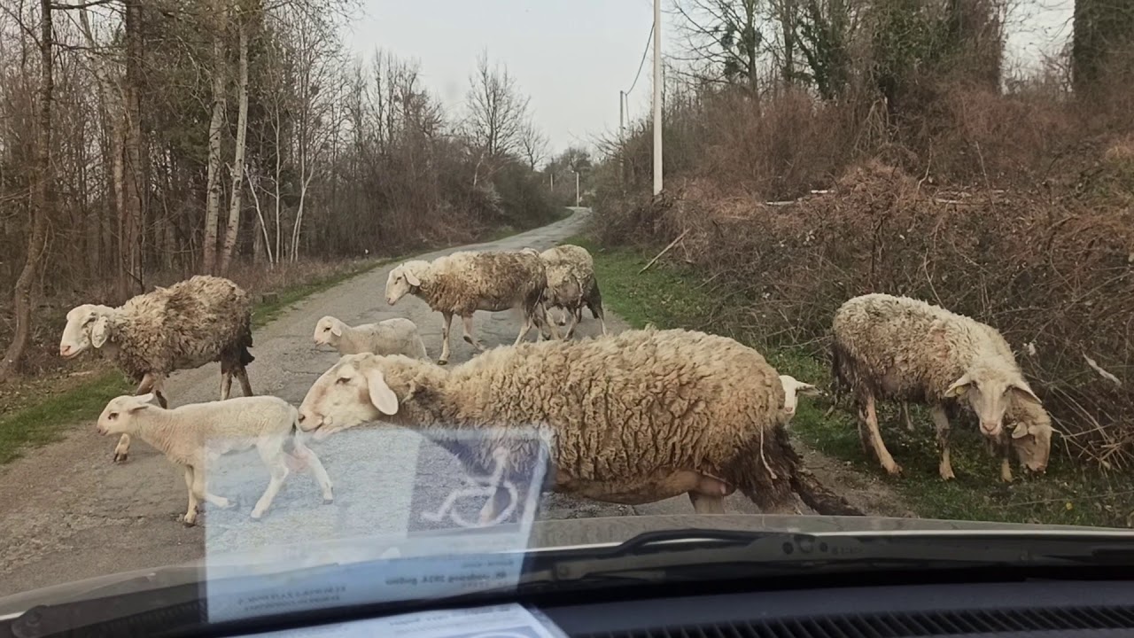 Top of Bilogora and her sheeps