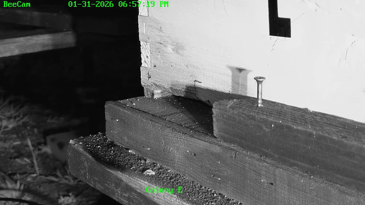 Swarm Cam at Painted Peacock Manor