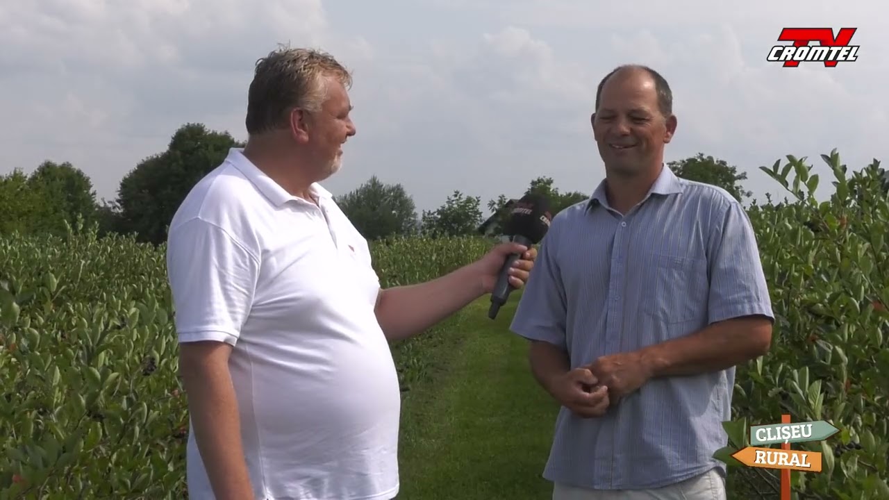 Descoperiți Aronia – noua cultură a gospodăriilor bucovinene! 🍇