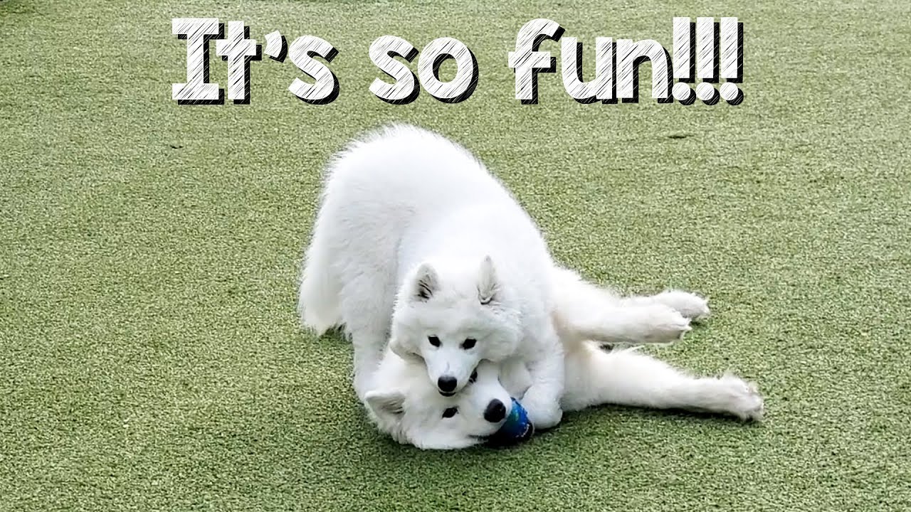 Dogs react to Samoyed puppy at dog park