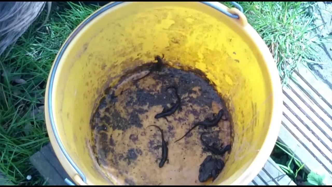 Salamanders