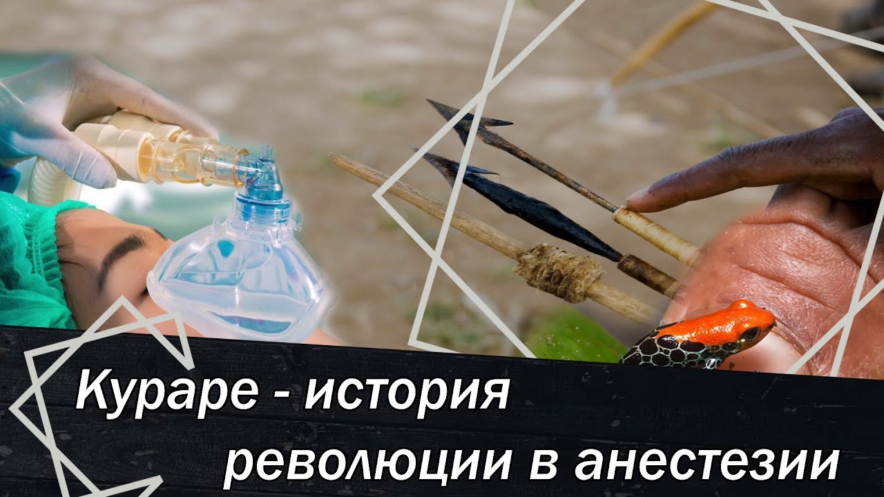Кураре   история революции в анестезии