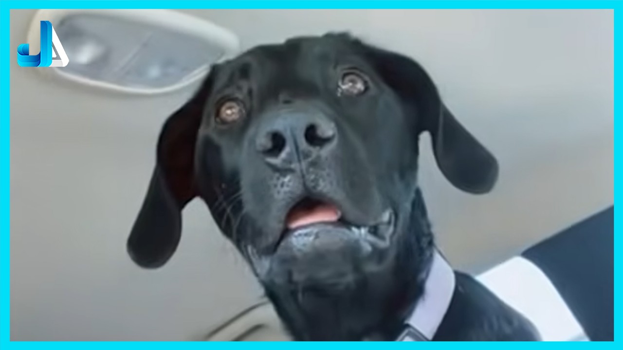Animals Being Extra That Deserve an Oscar 🤣 Funniest Animals 2026