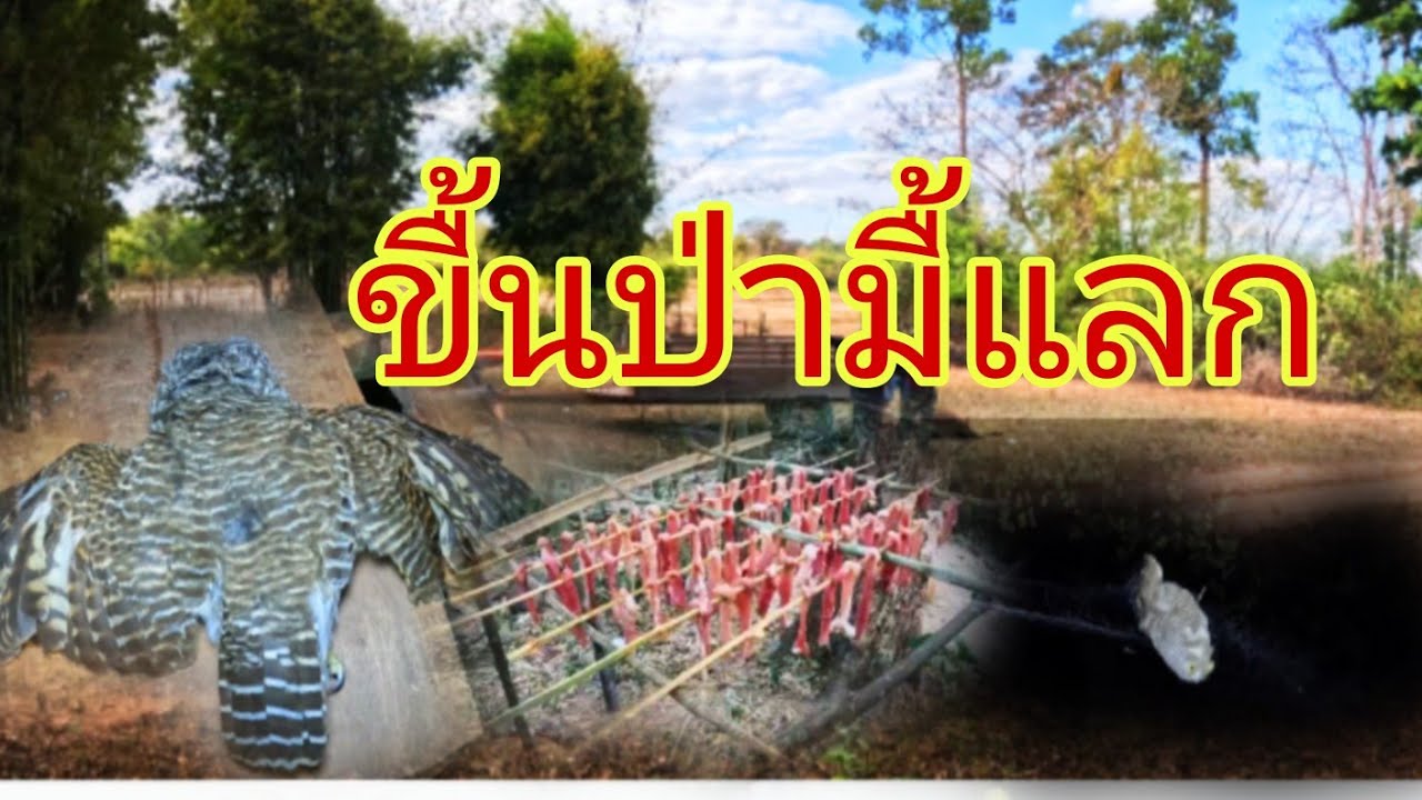 ดางเลด้าทำงานอึกแล้ว5 กุมภาพันธ์ ค.ศ. 2026