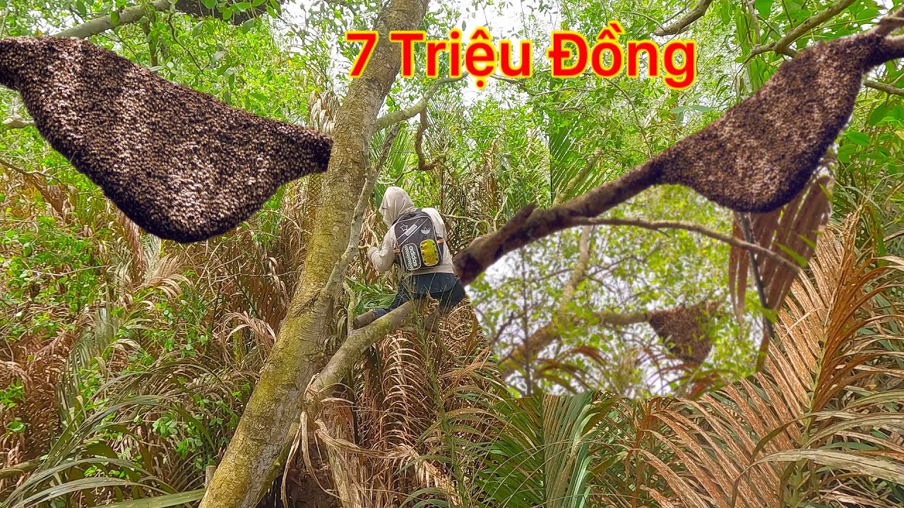 Kiếm Tiền Triệu Một Ngày Săn Bắt Ong Rừng Và Gặp Nhiều Dấu Cua Bò