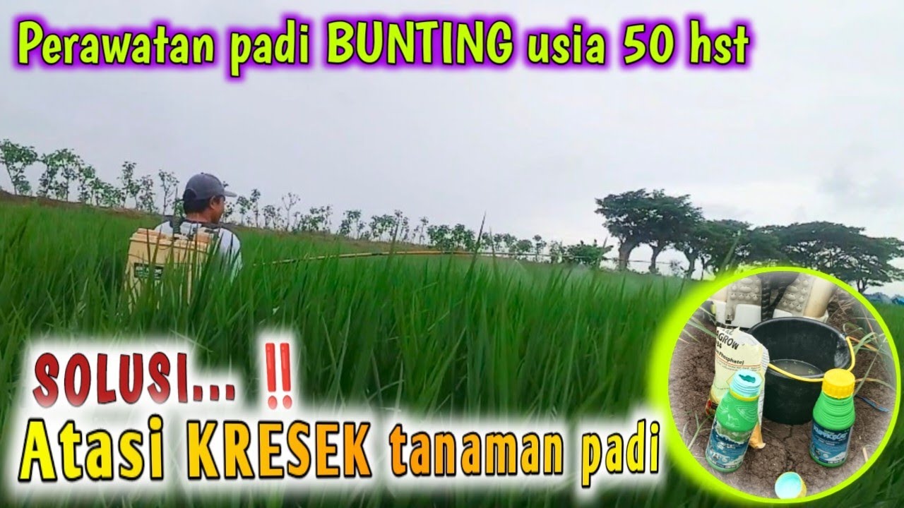 CARA MENGATASI KRESEK TANAMAN PADI‼️perawatan padi bunting usia 50hst