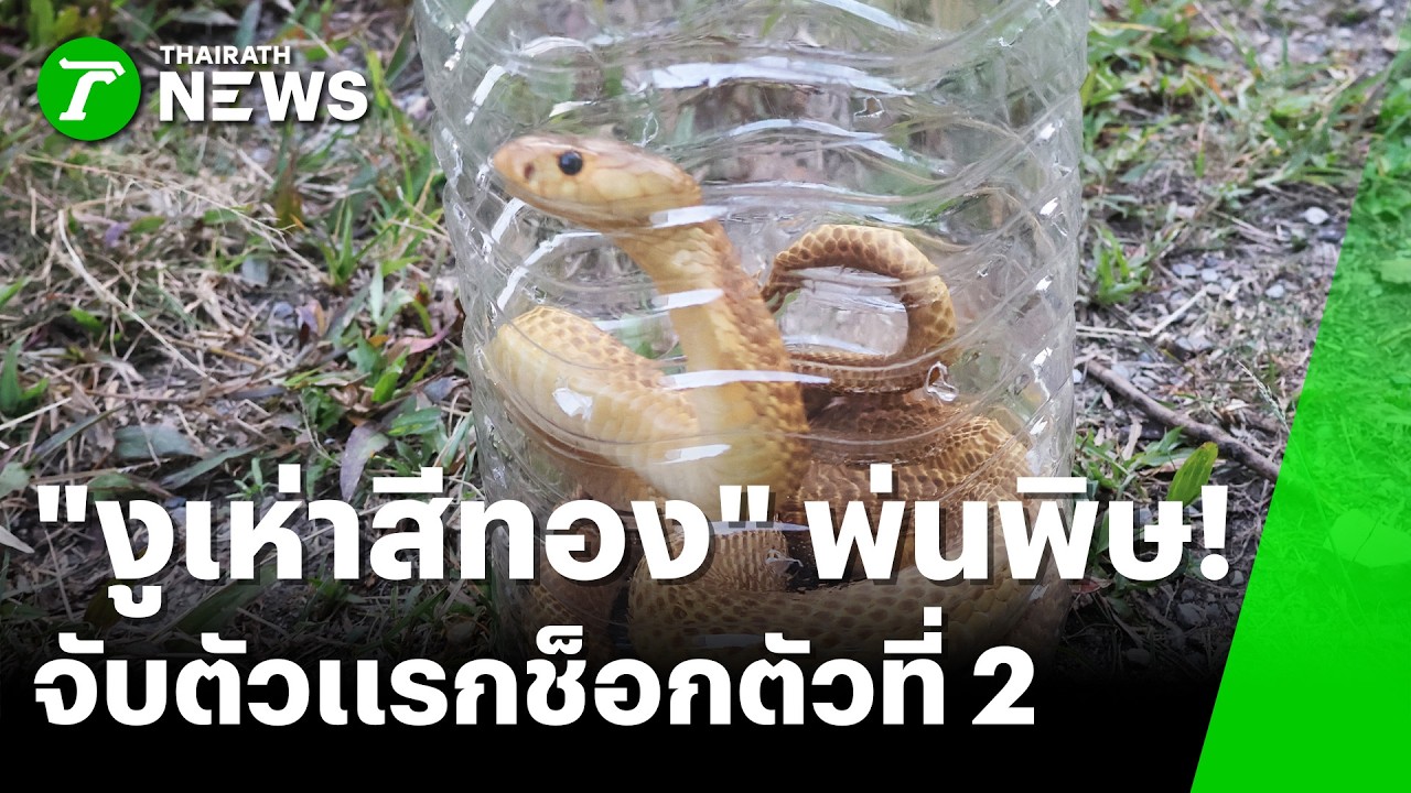 งูเห่าสีทองแพ็คคู่! พ่นพิษใส่ไม่ยั้งแต่คอหวยสู้ตาย แห่ตีเลขเด็ด | 11 มี.ค. 69 | ห้องข่าวหัวเขียว