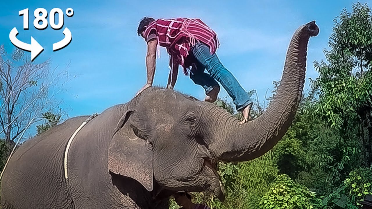 Dark Truth of Elephant Riding - a VR 180 Film