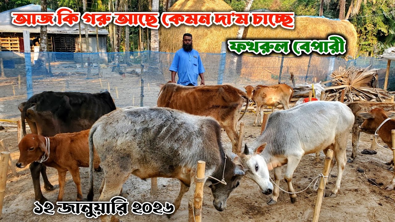 792- আজ কি গরু আছে কেমন দা'ম চাচ্ছে | ফখরুল বেপারী | ১২ জানুয়ারি ২০২৬ | নগর বাংলা টিভি