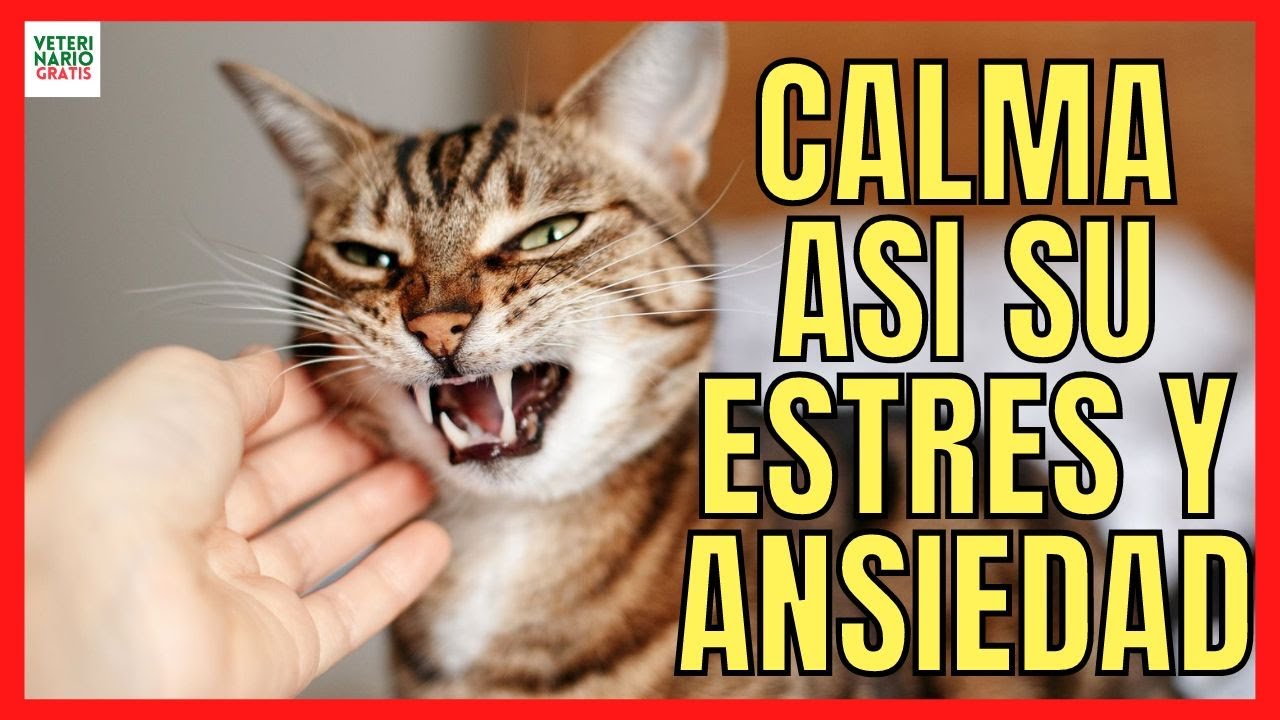 ¿COMO CALMAR LA ANSIEDAD EN GATOS? 🐱 CONSEJOS PARA EL ESTRÉS DE TU GATO