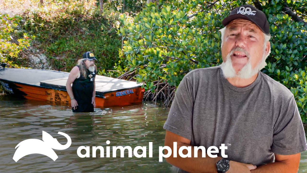 Caça de pítons ao redor de ilhas pequenas | Caçadores de Pítons | Animal Planet Brasil