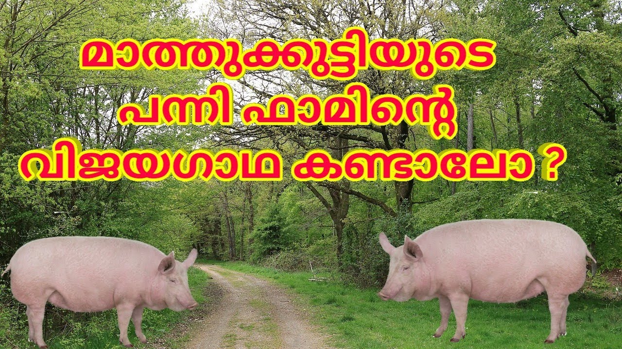 മാത്തുക്കുട്ടിയുടെ പന്നി ഫാമിന്റെ വിജയഗാഥ കണ്ടാലോ ?