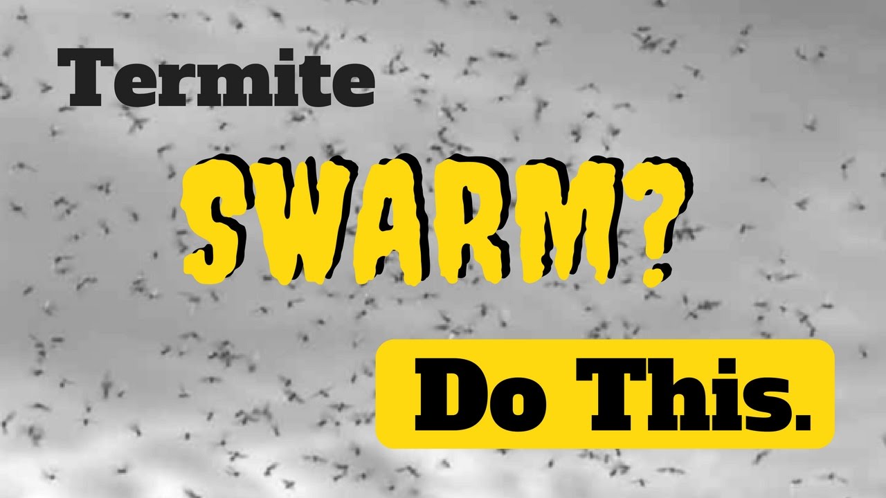 Termite Swarming - What to do