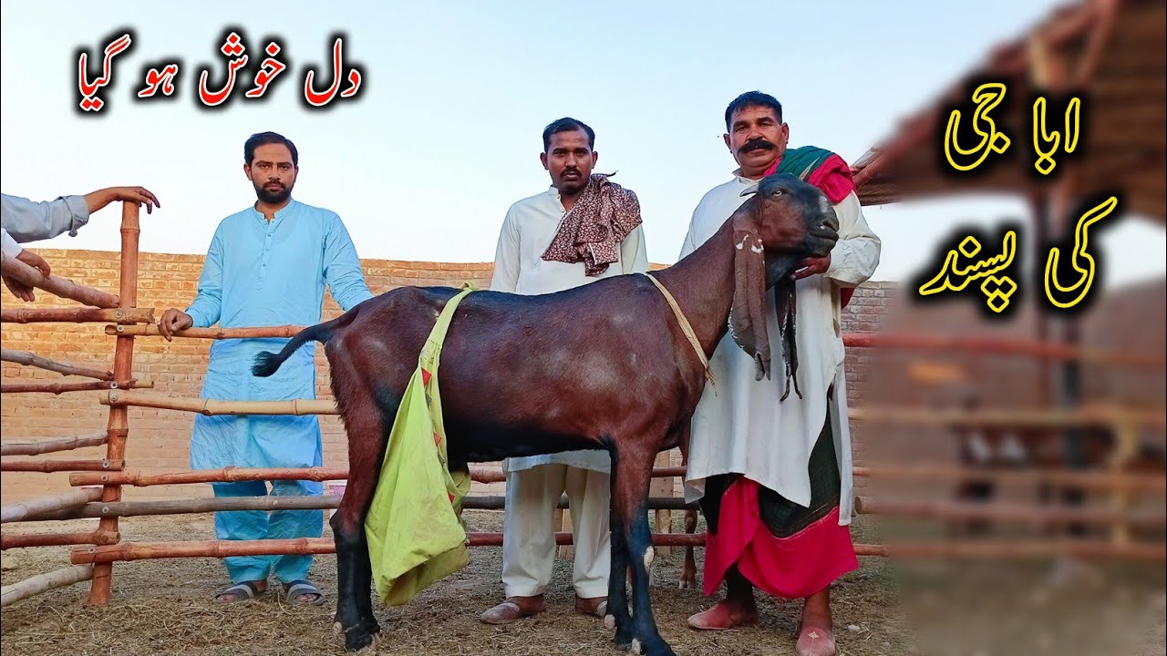To Class Beetal Goats In Faisalabad- Big Goat - Beetal Goat Documentary