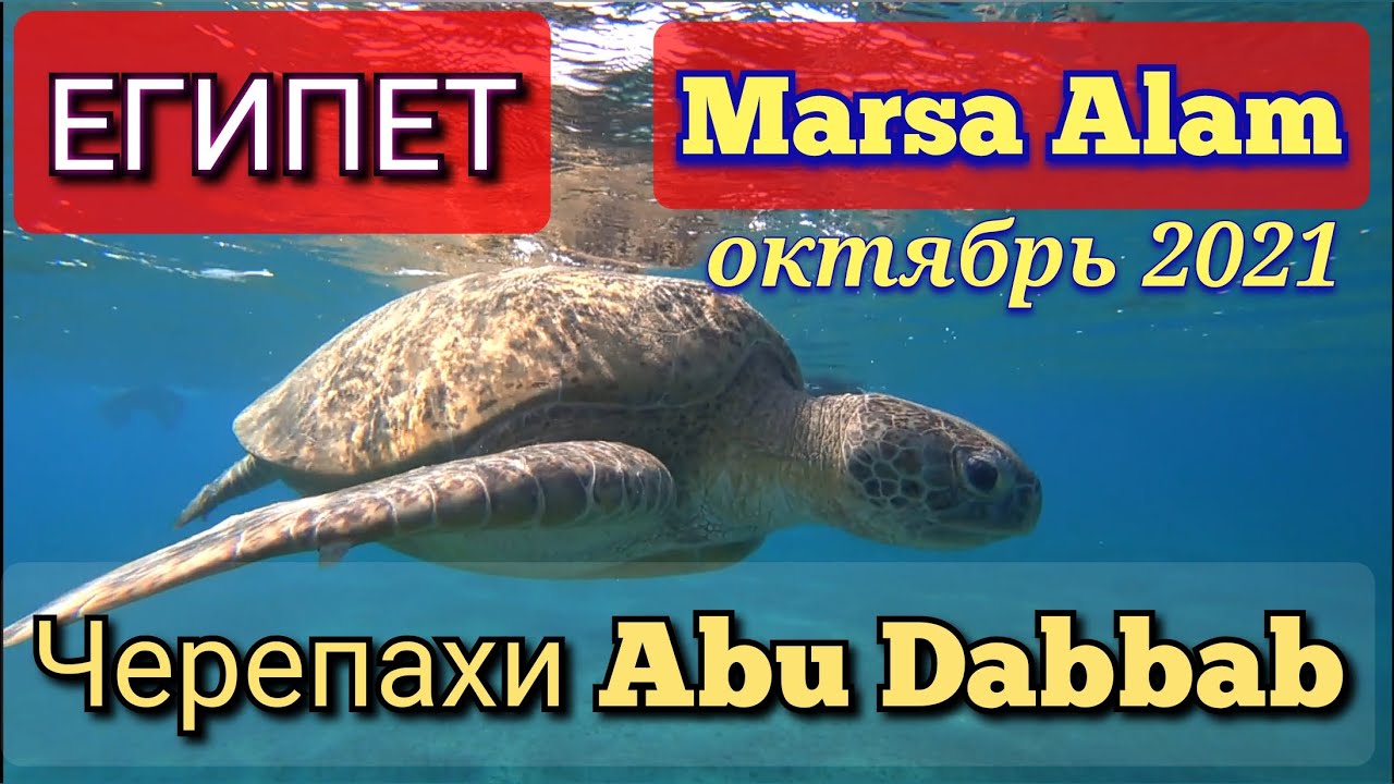 Египет 2021 - Абу Даббаб (Марса Алам) - Черепахи и Коралловый Риф бухты Абу Даббаб (30.10.2021)