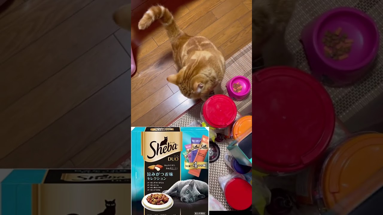 キャットフード【シーバ】はサイコーに美味いにゃん　外はカリカリ中はどろっ😸