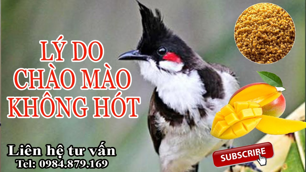 Nguyên nhân chim chào mào không hót và cách khắc phục