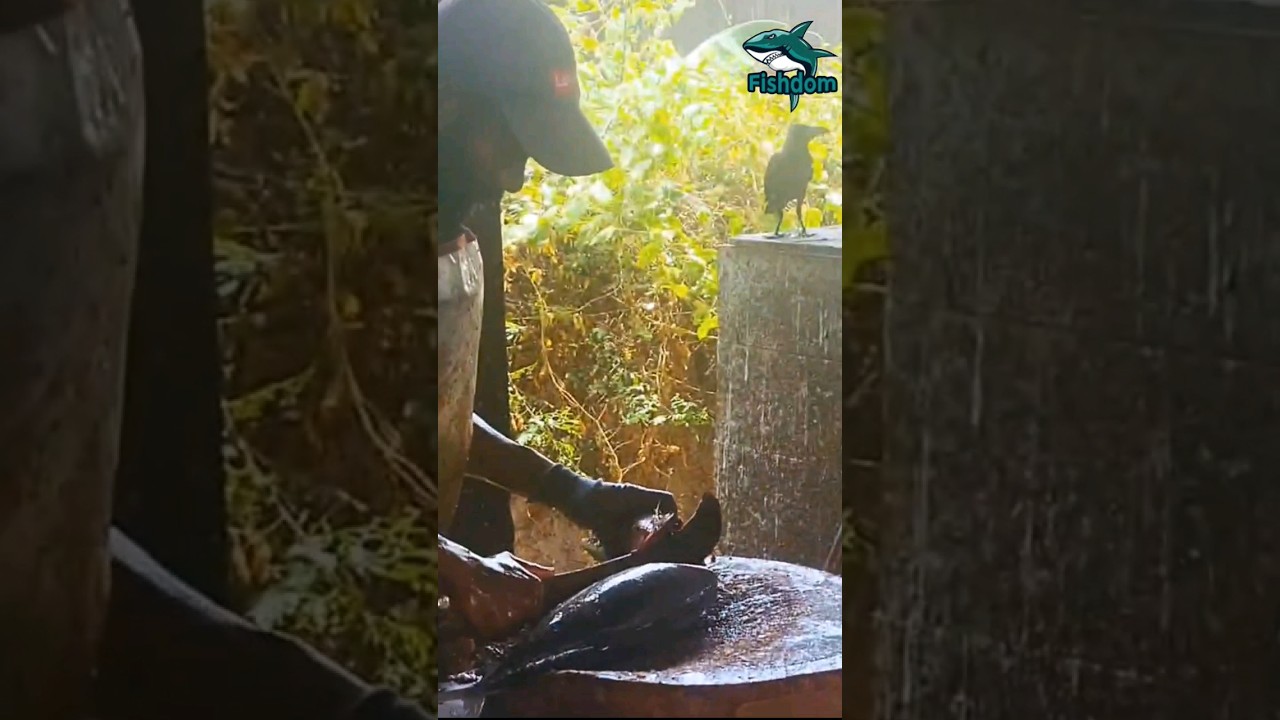 Amazing 😲 ! Skipjack tuna fish cutting #fishcuttingskill #fishcutting #fish #skipjacktuna #skipjack