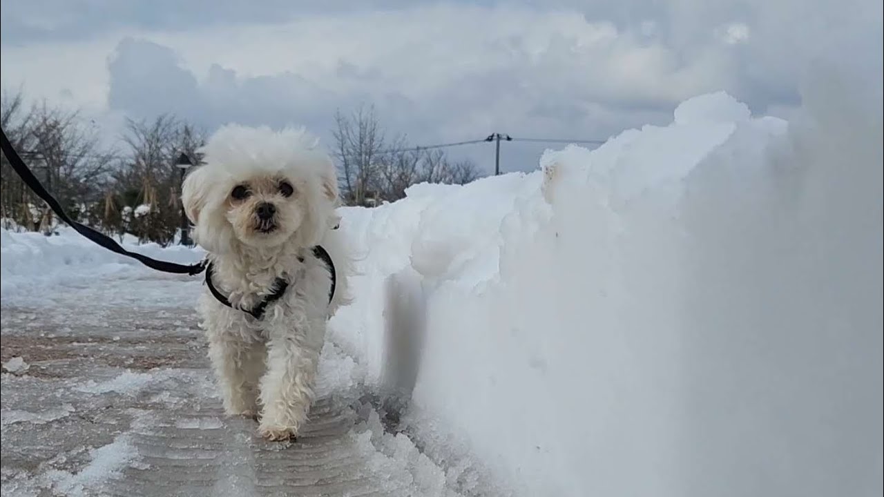 雪道さんぽは冷たかった