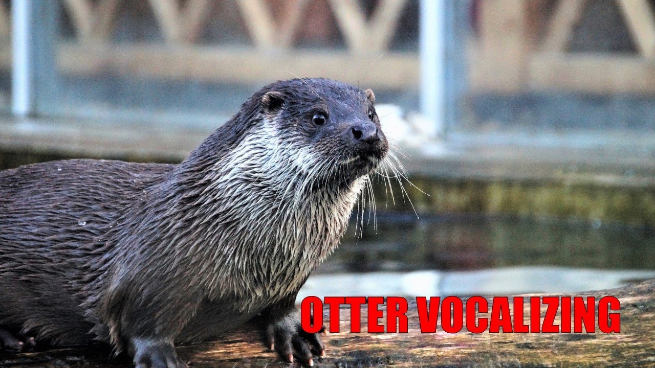 Otter Vocalizing - Sound Effect