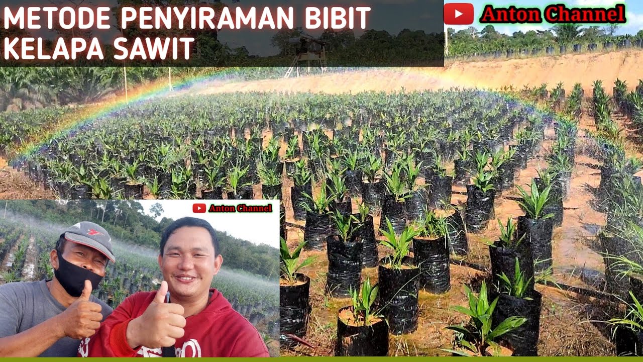 USAHA PEMBIBITAN KELAPA SAWIT, METODE PENYIRAMAN BIBIT KELAPA SAWIT