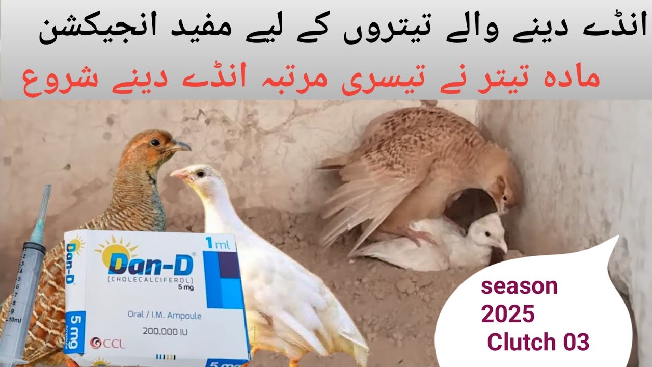Irani teetar Egss season | Teetar Egss season  #birds #animals 