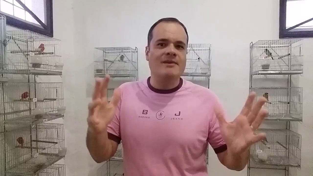 Consanguinidade na criação de canários. Algumas considerações.