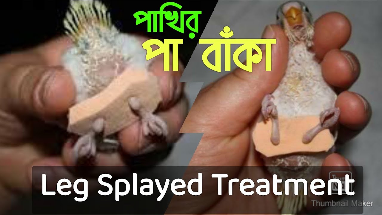 বাজরিগারের পা বাঁকা বা প্যারালাইসিস|| Budgerigar Splayed Leg Problem Treatment - পাখির ডাক্তার