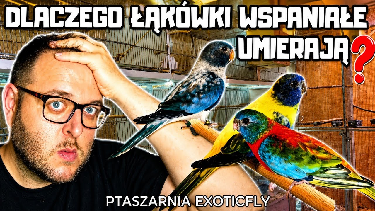Wysoka śmiertelność łąk&oacute;wek wspaniałych, lęgi I obrączkowanie | hodowla papug. 