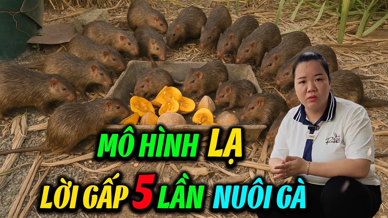 Nuôi Don Dưới Tán Cây Ăn Quả – Mô Hình Lạ Mà Hiệu Quả Gấp 5 Lần Nuôi Gà!