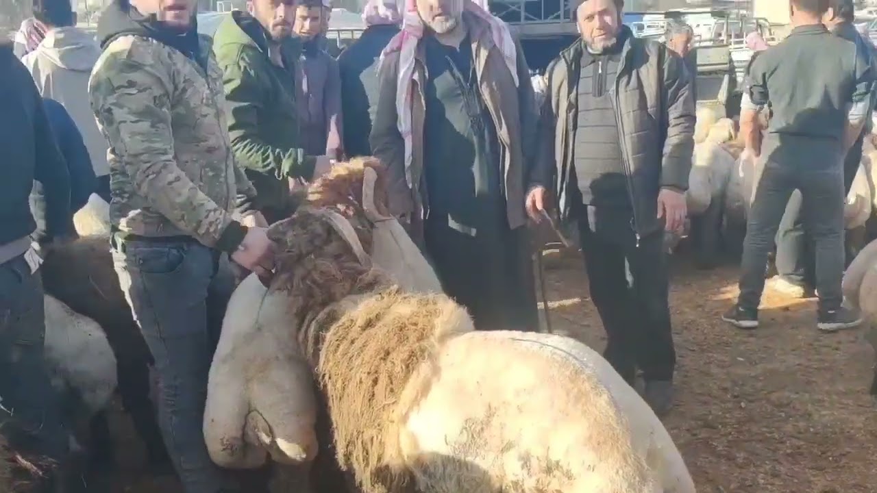 من سوق ادلب يوم الاربعاء  ربج ولاد ابراهيم الحسن ٢٠٢٦/٢/١٨ 